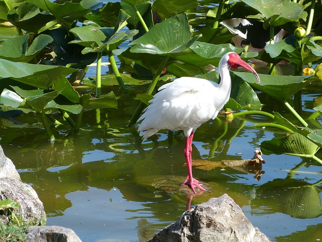 white-ibis-373610_640