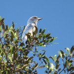 Scrub Jay